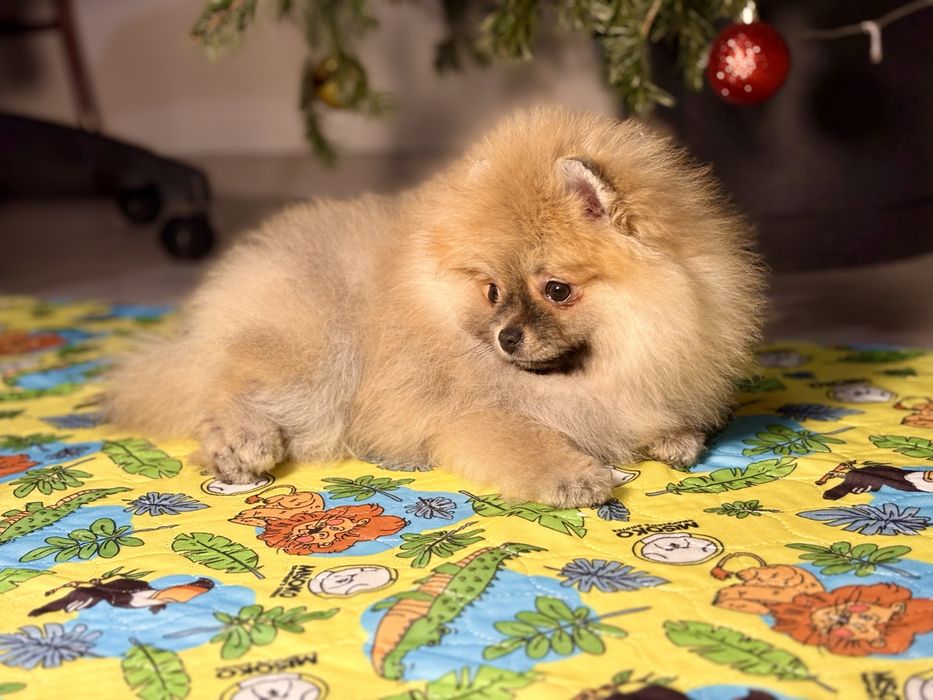 Szpic miniaturowy – śliczna, puszysta dziewczynka