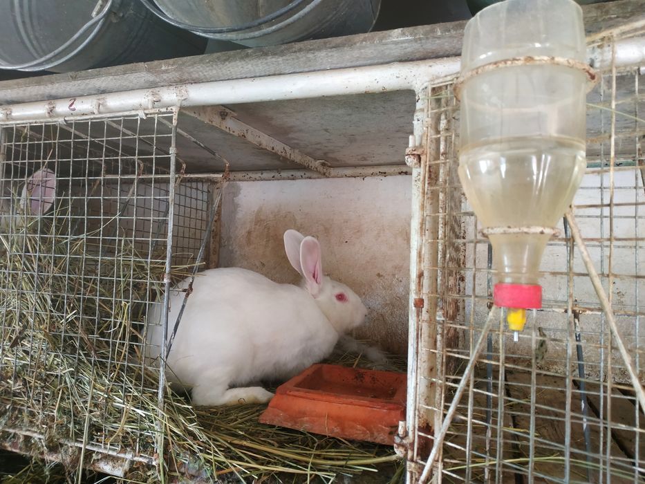 Продаються кролі Термонці