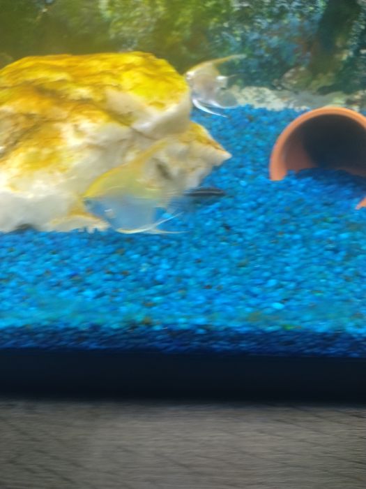 Vários peixes aceito troca