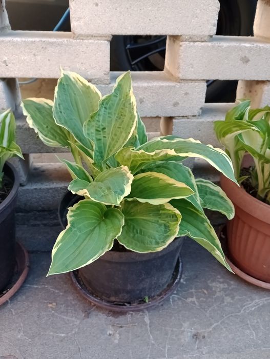 Funkia Hosta wieloletnia