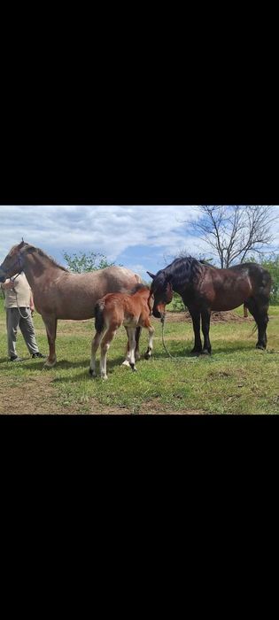 Вороной жеребчик