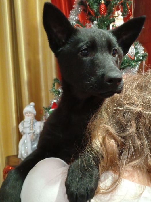 Щенки черной немецкой овчарки