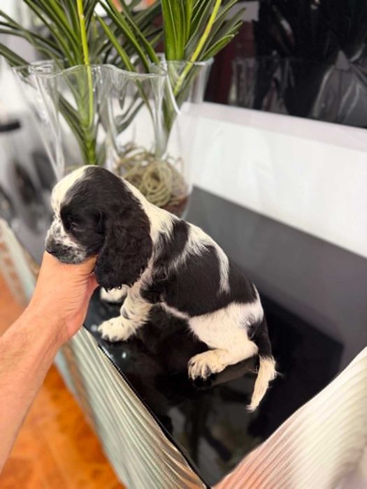 Cocker Spaniel Inglês  FEMEA com LOP e AFIXO