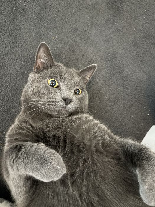 Gatinho cinzento olhos amarelos