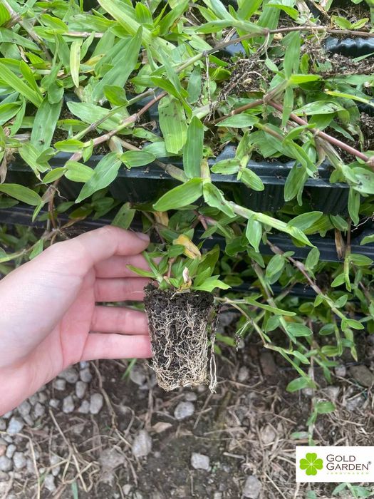 Relva Brasileira a Bom Preço!!