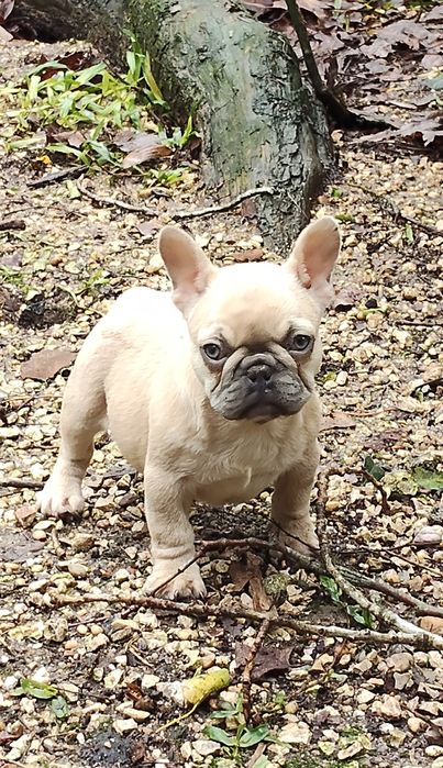 Bulldog Francês Lilac Fawn