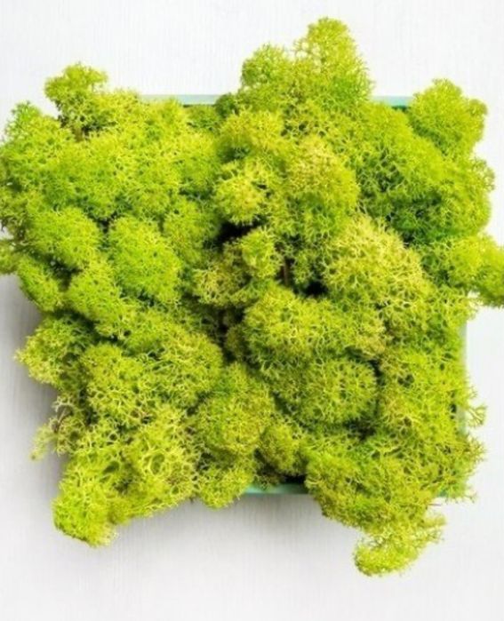 Стабілізований мох ягель, різні кольори