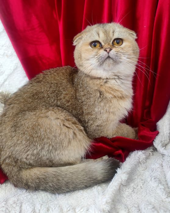 Золотий котик шиншила висловушка 6 міс