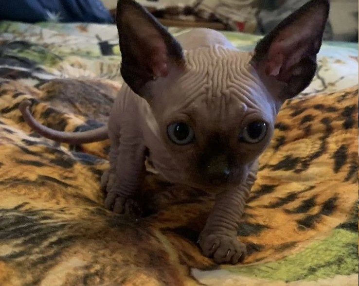 Кошенята конадського сфінкса