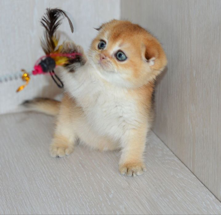 Вислоухий хлопчик ny12 золота шиншила