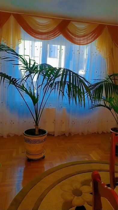 Кімнатна пальма. Вазон десь на 20 л землі.