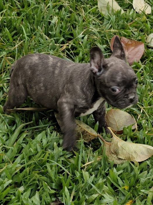 Bulldog Francês fêmea disponível