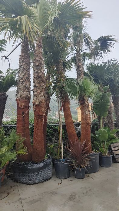 Palmeiras Multi-Tronco