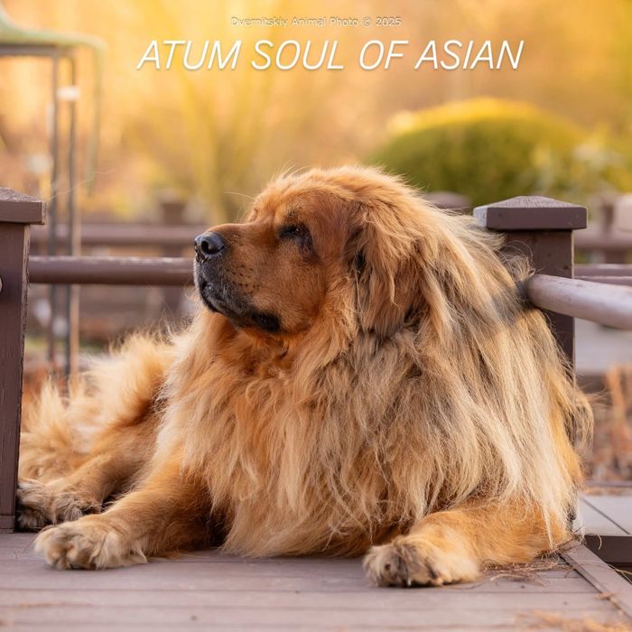 Круті цуценята тибетського мастифа