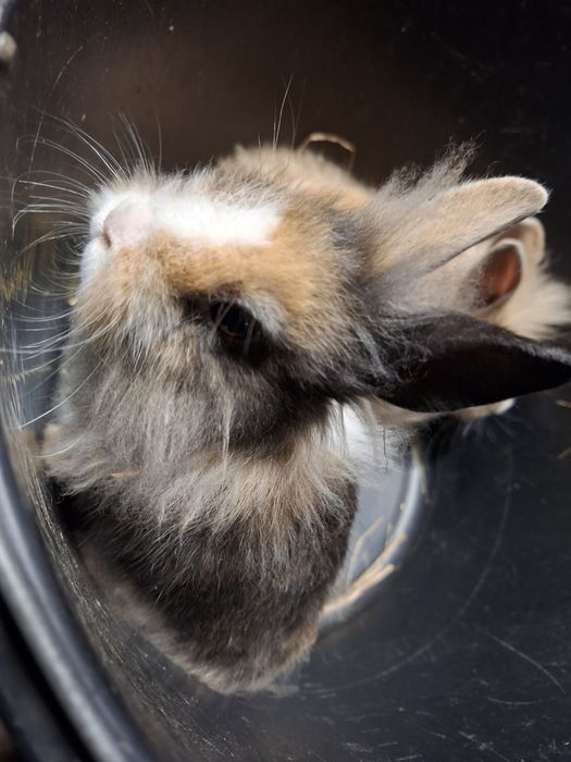 Kroliczki miniaturki Lwy !