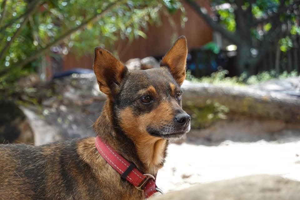 Fiona i Leoś psi duet do adopcji!