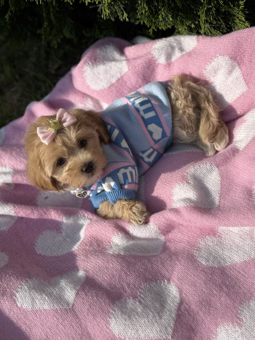 Новорічні малюки мальтипу