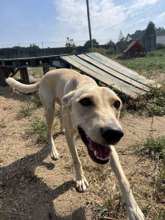 Cachorra para adoção responsavel