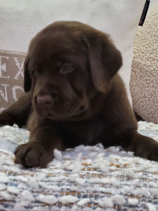 Шоколадные лапули!