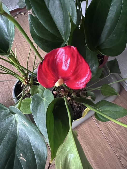 Антуріум, кімнатні рослини