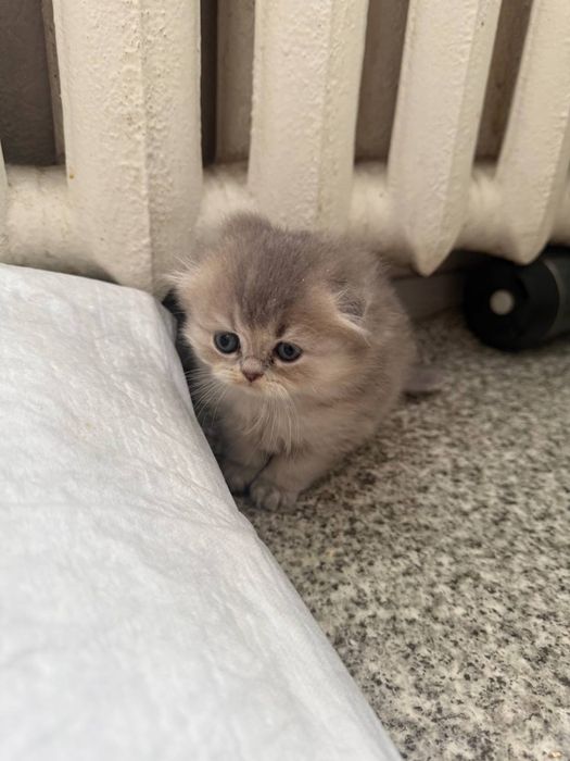 Шотландская девочка фолд вислоушка