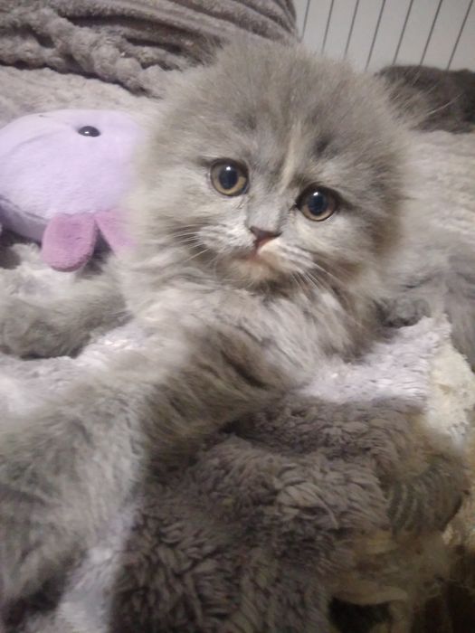 Шотландський абкрасуня