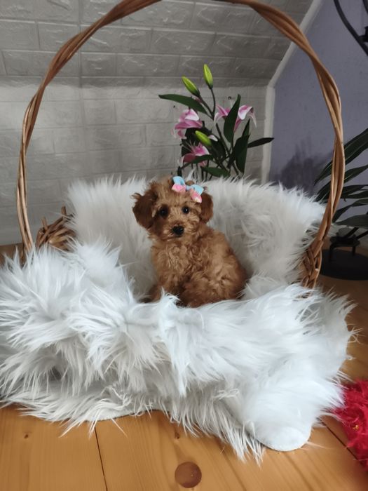 Pudel toy mini księżniczka