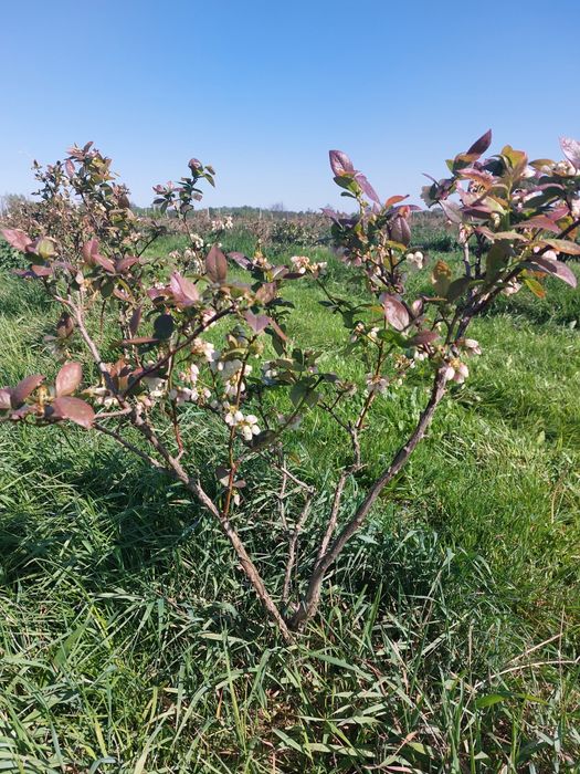 Krzewy borówki amerykańskiej
