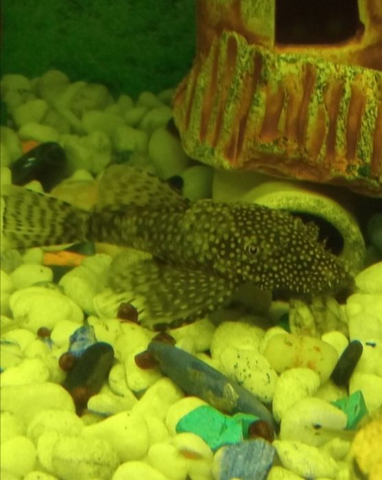 Аквариумные рыбки