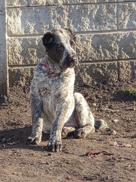 Owczarek Środkowoazjatycki FCI !!! Doskonała budowa !!! Mocne geny !!!