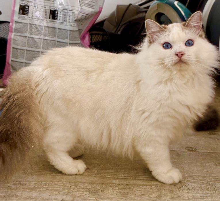 Kocurek Ragdoll seal bicolor lynx