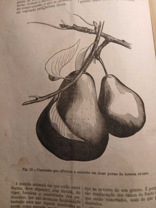 O Agricultor Portuguez, Volume 6 Nº2 1883