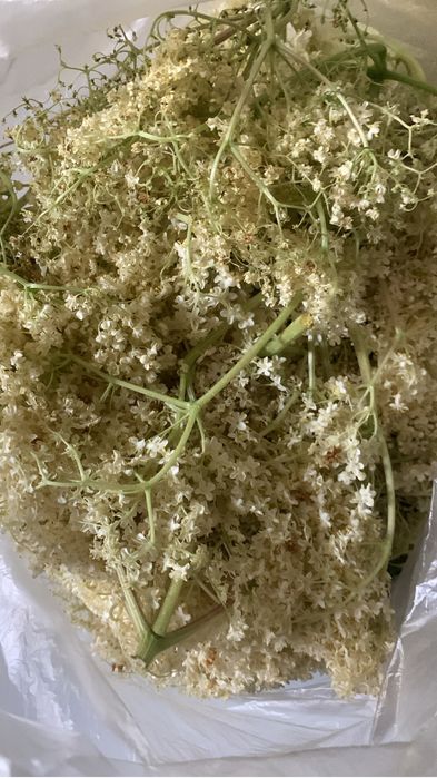 Vendo flores de sabugueiro