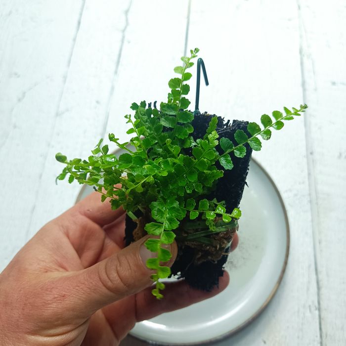 Rośliny do wiwarium terrarium paproć Asplenium spec. Panama