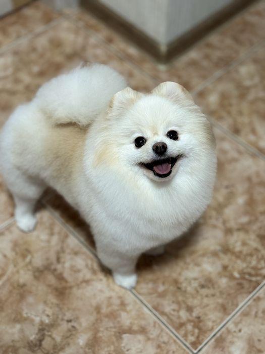 Професійний грумінг померанських шпіців – монопородний догляд