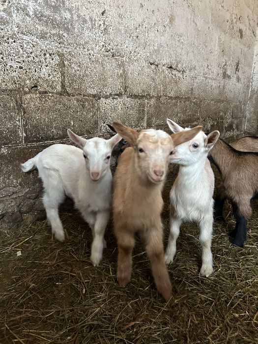 Sprzedam 4 tygodniowe koziołki