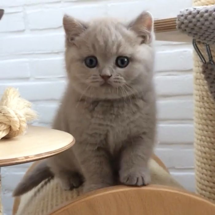 Лілові прямовухі кошенята