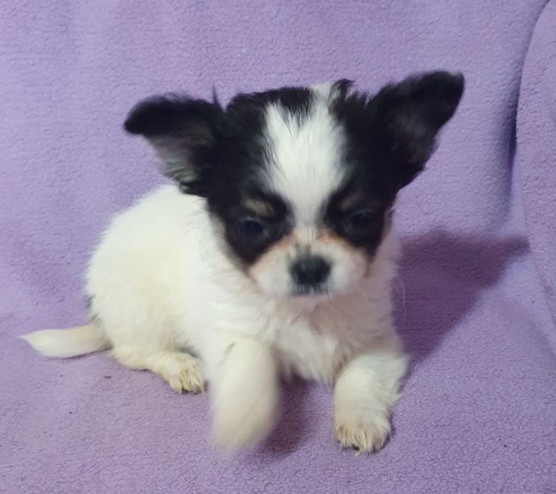 В питомнике чихуахуа новые малыши