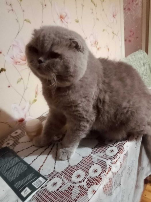 Кот Юлик приглашает на случку