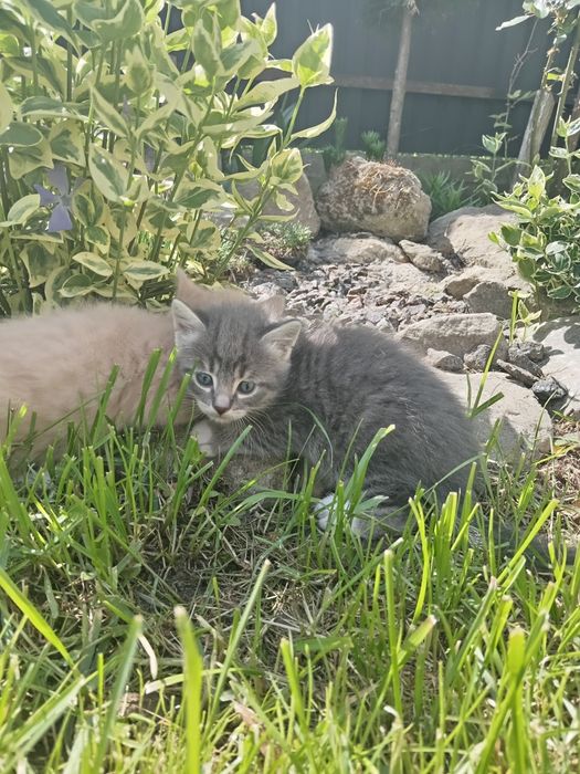 Віддаю великодні котиків у дуже добрі руки