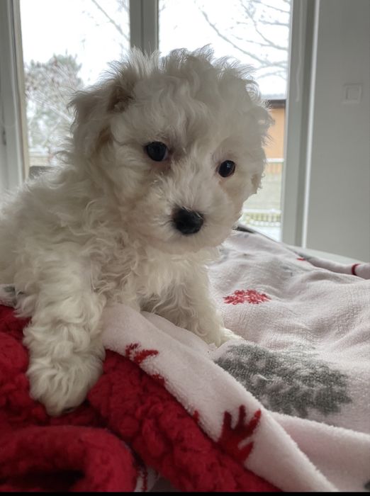 Bichon Frise piesek szczenię