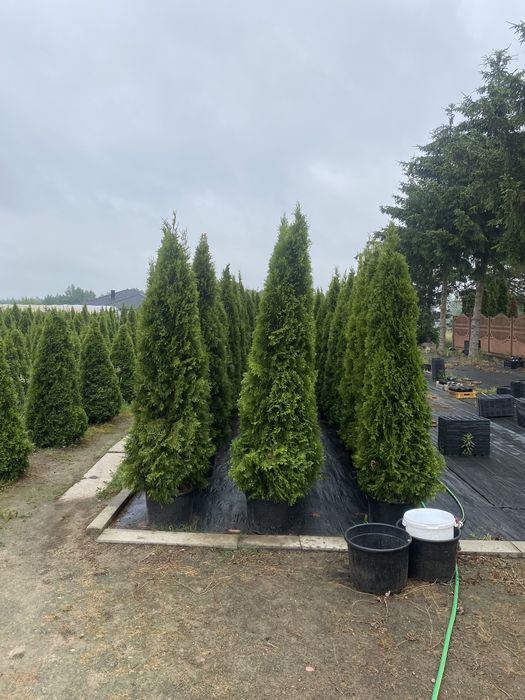 Tuja szmaragd w donicy 200-250 cm
