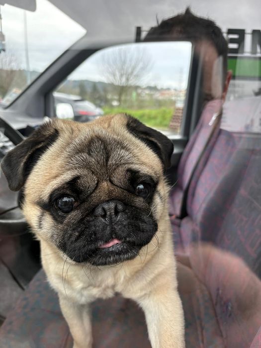 Pug para adoção responsável 7 anos macho