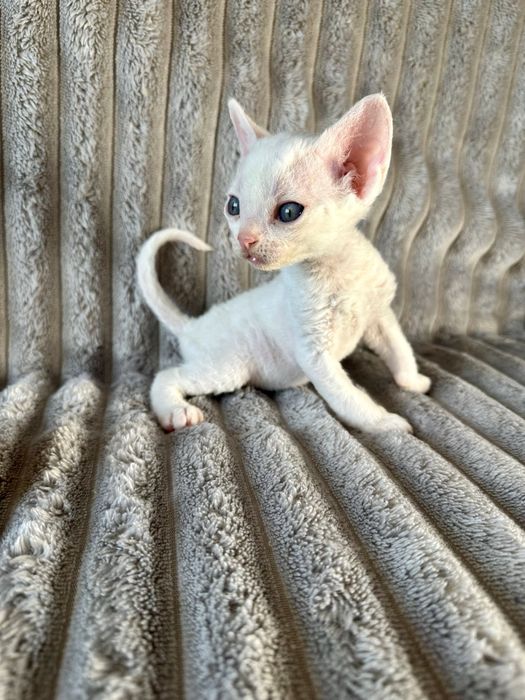 Котик Девон рекс/Devon Rex