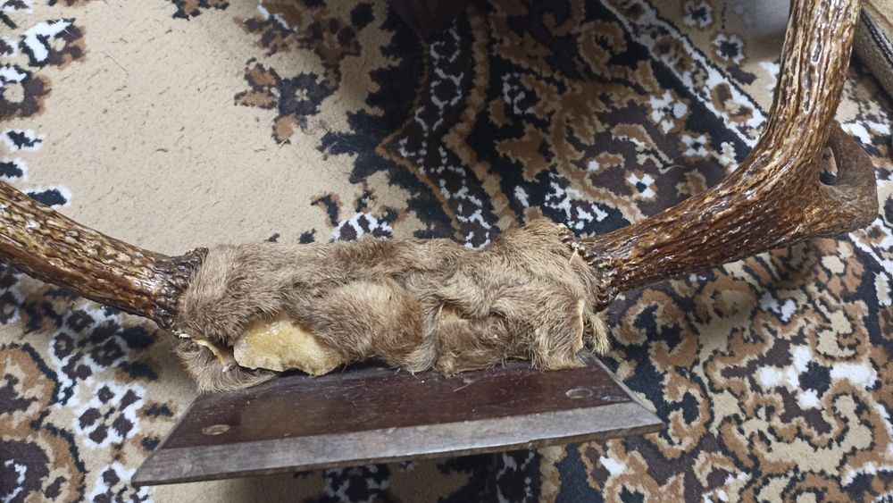 Роги оленя, вішалка для одягу