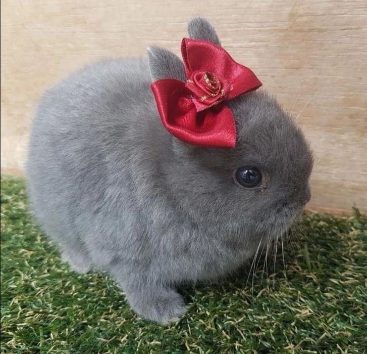 KIT Coelhos anões mini holandês e minitoy super meigos e brincalhões