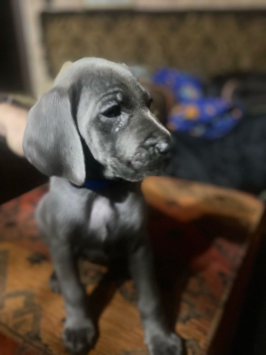 Szczeniak wyżeł wajmarski na sprzedasz