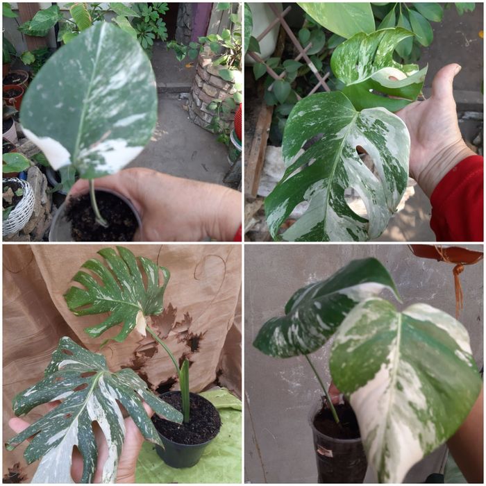 Комнатные адаптированные цветули