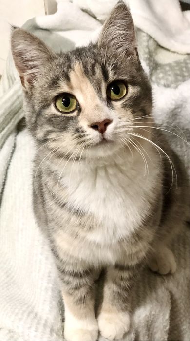 Ніжне кошеня безкоштовно