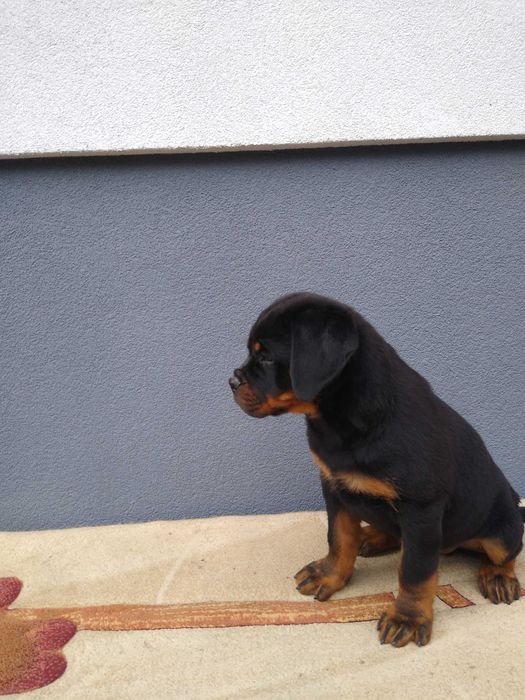 Rottweiler szczenię ZKWP/FCI
